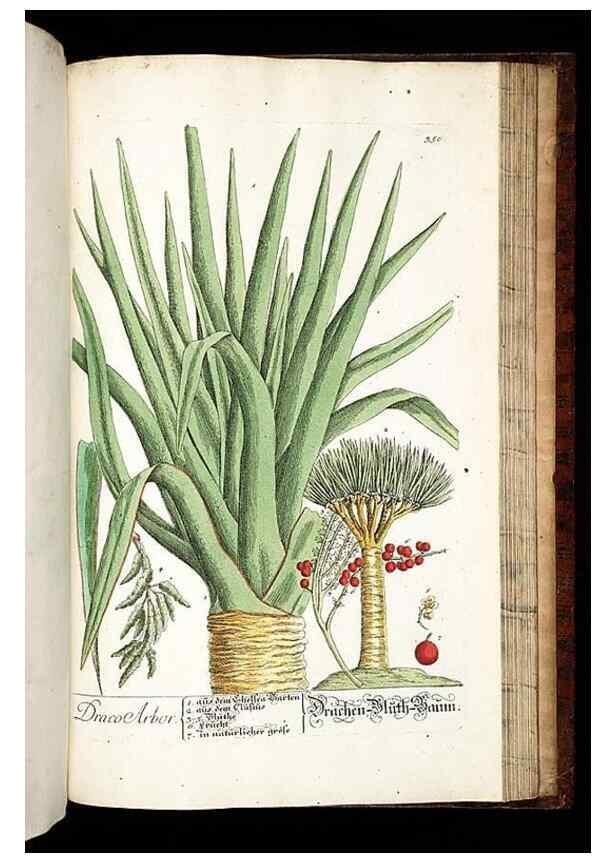 Reproducción/Reproduction 8430000486: Herbarium Blackwellianum emendatum et auctum, id est, Elisabethae Blackwell collectio stirpium. Norimbergae : Typis Io. Iosephi Fleischmanni, 1750-1773.