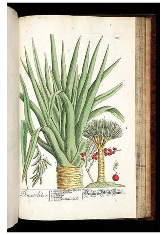 Reproducción/Reproduction 8430000486: Herbarium Blackwellianum emendatum et auctum, id est, Elisabethae Blackwell collectio stirpium. Norimbergae : Typis Io. Iosephi Fleischmanni, 1750-1773.