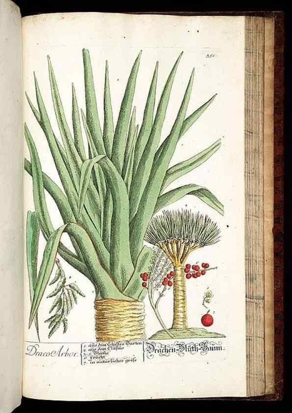 Reproducción/Reproduction 8430000486: Herbarium Blackwellianum emendatum et auctum, id est, Elisabethae Blackwell collectio stirpium. Norimbergae : Typis Io. Iosephi Fleischmanni, 1750-1773.
