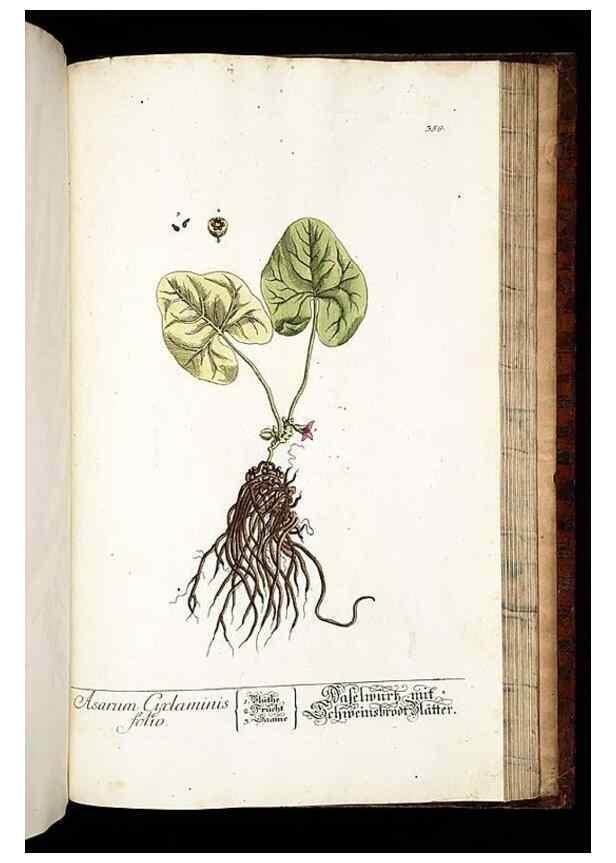 Reproducción/Reproduction 8428912311: Herbarium Blackwellianum emendatum et auctum, id est, Elisabethae Blackwell collectio stirpium. Norimbergae : Typis Io. Iosephi Fleischmanni, 1750-1773.