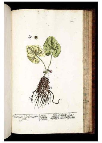 Reproducción/Reproduction 8428912311: Herbarium Blackwellianum emendatum et auctum, id est, Elisabethae Blackwell collectio stirpium. Norimbergae : Typis Io. Iosephi Fleischmanni, 1750-1773.