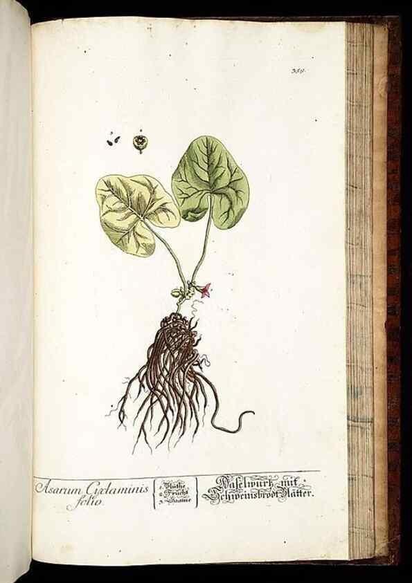 Reproducción/Reproduction 8428912311: Herbarium Blackwellianum emendatum et auctum, id est, Elisabethae Blackwell collectio stirpium. Norimbergae : Typis Io. Iosephi Fleischmanni, 1750-1773.