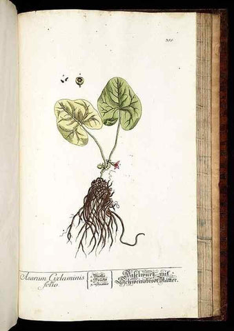 Reproducción/Reproduction 8428912311: Herbarium Blackwellianum emendatum et auctum, id est, Elisabethae Blackwell collectio stirpium. Norimbergae : Typis Io. Iosephi Fleischmanni, 1750-1773.
