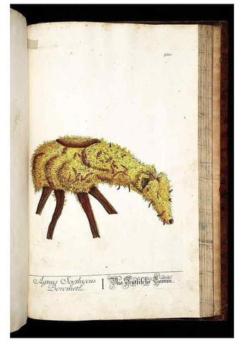 Reproducción/Reproduction 8430000810: Herbarium Blackwellianum emendatum et auctum, id est, Elisabethae Blackwell collectio stirpium. Norimbergae : Typis Io. Iosephi Fleischmanni, 1750-1773.