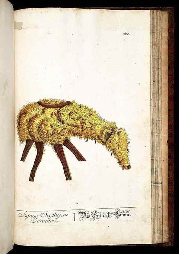 Reproducción/Reproduction 8430000810: Herbarium Blackwellianum emendatum et auctum, id est, Elisabethae Blackwell collectio stirpium. Norimbergae : Typis Io. Iosephi Fleischmanni, 1750-1773.