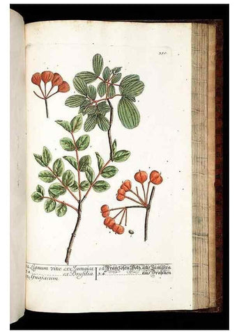 Reproducción/Reproduction 8429998936: Herbarium Blackwellianum emendatum et auctum, id est, Elisabethae Blackwell collectio stirpium. Norimbergae : Typis Io. Iosephi Fleischmanni, 1750-1773.