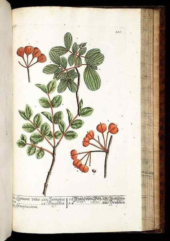 Reproducción/Reproduction 8429998936: Herbarium Blackwellianum emendatum et auctum, id est, Elisabethae Blackwell collectio stirpium. Norimbergae : Typis Io. Iosephi Fleischmanni, 1750-1773.