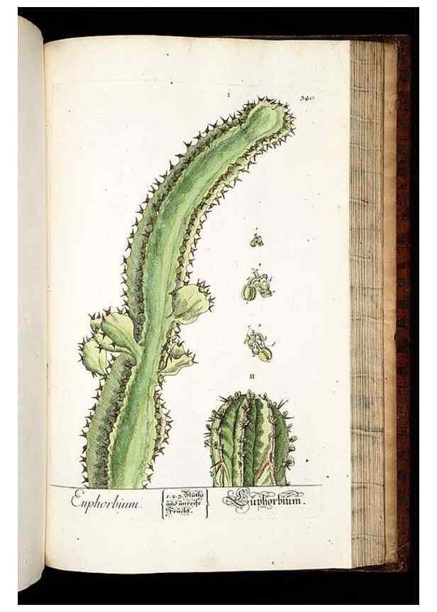 Reproducción/Reproduction 8429996872: Herbarium Blackwellianum emendatum et auctum, id est, Elisabethae Blackwell collectio stirpium. Norimbergae : Typis Io. Iosephi Fleischmanni, 1750-1773.