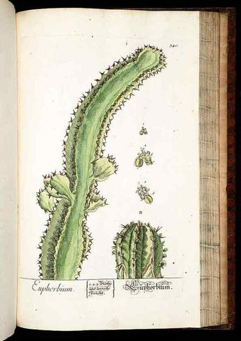 Reproducción/Reproduction 8429996872: Herbarium Blackwellianum emendatum et auctum, id est, Elisabethae Blackwell collectio stirpium. Norimbergae : Typis Io. Iosephi Fleischmanni, 1750-1773.