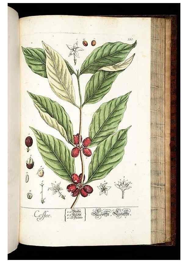 Reproducción/Reproduction 8429995052: Herbarium Blackwellianum emendatum et auctum, id est, Elisabethae Blackwell collectio stirpium. Norimbergae : Typis Io. Iosephi Fleischmanni, 1750-1773.