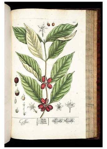 Reproducción/Reproduction 8429995052: Herbarium Blackwellianum emendatum et auctum, id est, Elisabethae Blackwell collectio stirpium. Norimbergae : Typis Io. Iosephi Fleischmanni, 1750-1773.