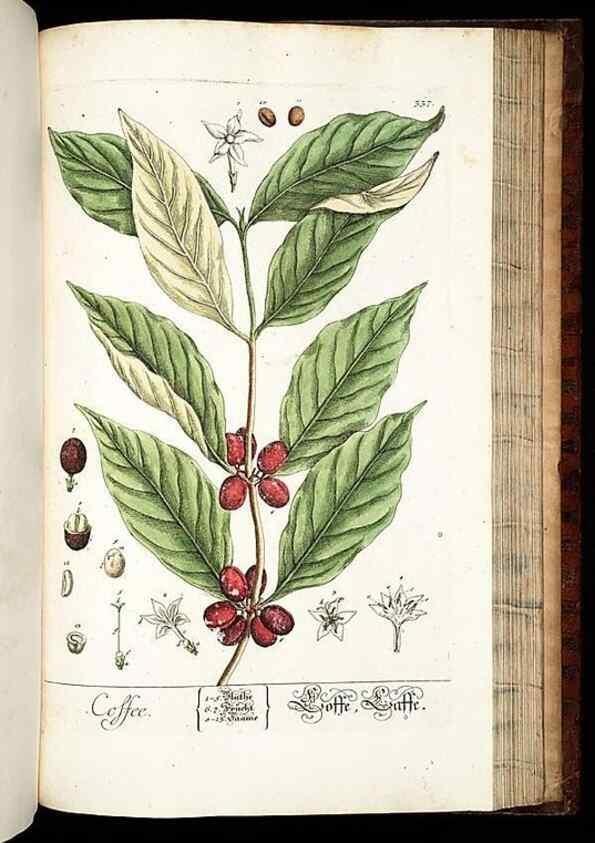 Reproducción/Reproduction 8429995052: Herbarium Blackwellianum emendatum et auctum, id est, Elisabethae Blackwell collectio stirpium. Norimbergae : Typis Io. Iosephi Fleischmanni, 1750-1773.