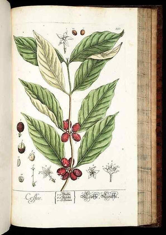Reproducción/Reproduction 8429995052: Herbarium Blackwellianum emendatum et auctum, id est, Elisabethae Blackwell collectio stirpium. Norimbergae : Typis Io. Iosephi Fleischmanni, 1750-1773.
