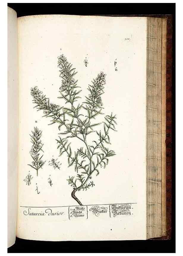 Reproducción/Reproduction 8428902127: Herbarium Blackwellianum emendatum et auctum, id est, Elisabethae Blackwell collectio stirpium. Norimbergae : Typis Io. Iosephi Fleischmanni, 1750-1773.