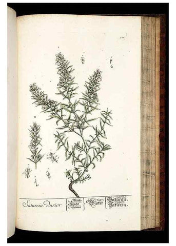 Reproducción/Reproduction 8428902127: Herbarium Blackwellianum emendatum et auctum, id est, Elisabethae Blackwell collectio stirpium. Norimbergae : Typis Io. Iosephi Fleischmanni, 1750-1773.