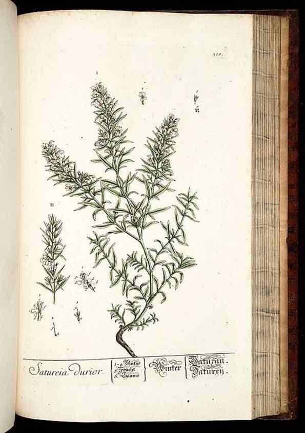 Reproducción/Reproduction 8428902127: Herbarium Blackwellianum emendatum et auctum, id est, Elisabethae Blackwell collectio stirpium. Norimbergae : Typis Io. Iosephi Fleischmanni, 1750-1773.