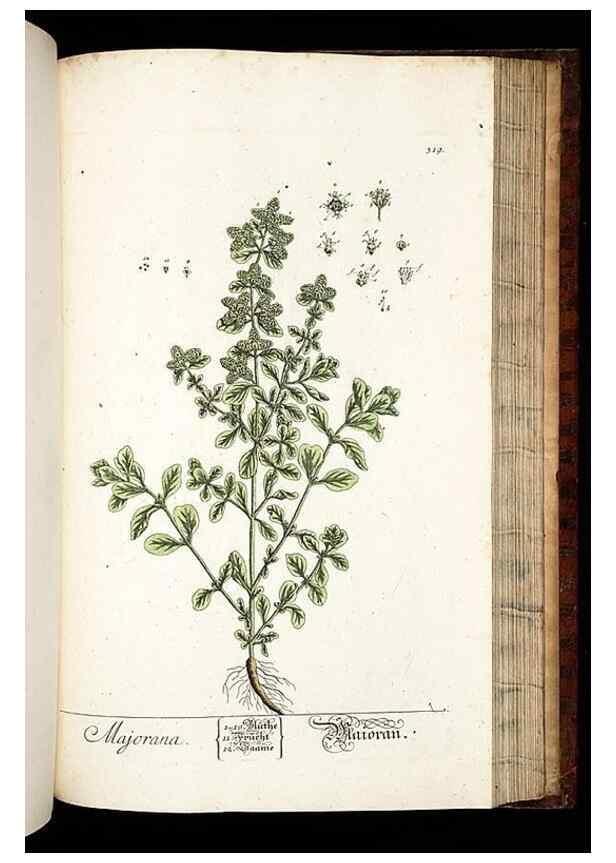 Reproducción/Reproduction 8429990682: Herbarium Blackwellianum emendatum et auctum, id est, Elisabethae Blackwell collectio stirpium. Norimbergae : Typis Io. Iosephi Fleischmanni, 1750-1773.