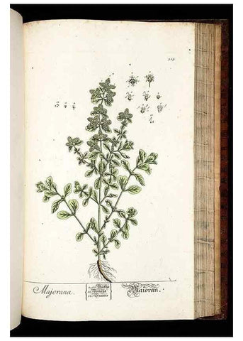 Reproducción/Reproduction 8429990682: Herbarium Blackwellianum emendatum et auctum, id est, Elisabethae Blackwell collectio stirpium. Norimbergae : Typis Io. Iosephi Fleischmanni, 1750-1773.