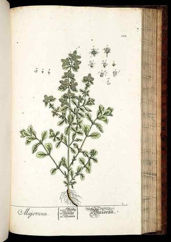 Reproducción/Reproduction 8429990682: Herbarium Blackwellianum emendatum et auctum, id est, Elisabethae Blackwell collectio stirpium. Norimbergae : Typis Io. Iosephi Fleischmanni, 1750-1773.