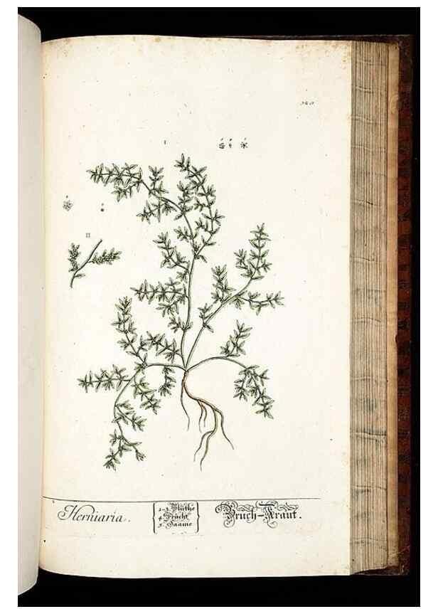 Reproducción/Reproduction 8428902423: Herbarium Blackwellianum emendatum et auctum, id est, Elisabethae Blackwell collectio stirpium. Norimbergae : Typis Io. Iosephi Fleischmanni, 1750-1773.