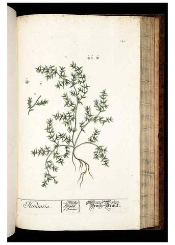 Reproducción/Reproduction 8428902423: Herbarium Blackwellianum emendatum et auctum, id est, Elisabethae Blackwell collectio stirpium. Norimbergae : Typis Io. Iosephi Fleischmanni, 1750-1773.