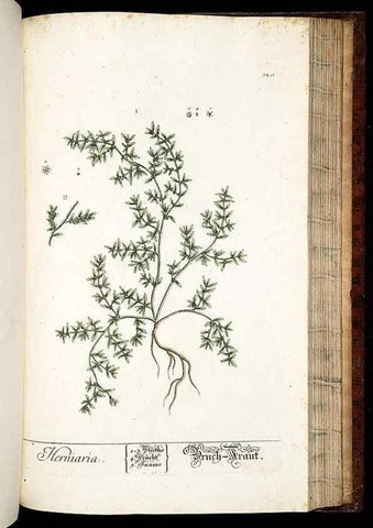 Reproducción/Reproduction 8428902423: Herbarium Blackwellianum emendatum et auctum, id est, Elisabethae Blackwell collectio stirpium. Norimbergae : Typis Io. Iosephi Fleischmanni, 1750-1773.
