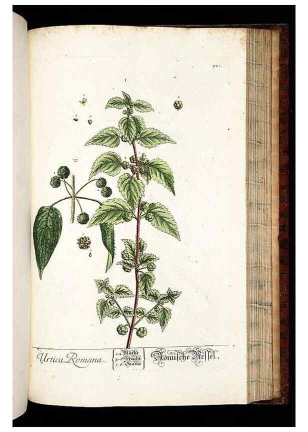 Reproducción/Reproduction 8428902809: Herbarium Blackwellianum emendatum et auctum, id est, Elisabethae Blackwell collectio stirpium. Norimbergae : Typis Io. Iosephi Fleischmanni, 1750-1773.