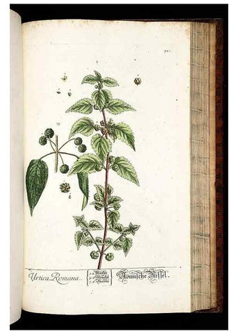 Reproducción/Reproduction 8428902809: Herbarium Blackwellianum emendatum et auctum, id est, Elisabethae Blackwell collectio stirpium. Norimbergae : Typis Io. Iosephi Fleischmanni, 1750-1773.