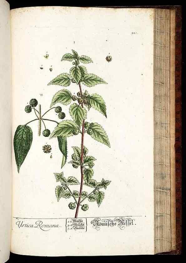 Reproducción/Reproduction 8428902809: Herbarium Blackwellianum emendatum et auctum, id est, Elisabethae Blackwell collectio stirpium. Norimbergae : Typis Io. Iosephi Fleischmanni, 1750-1773.