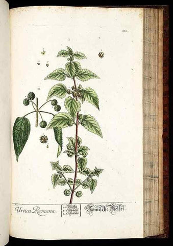 Reproducción/Reproduction 8428902809: Herbarium Blackwellianum emendatum et auctum, id est, Elisabethae Blackwell collectio stirpium. Norimbergae : Typis Io. Iosephi Fleischmanni, 1750-1773.