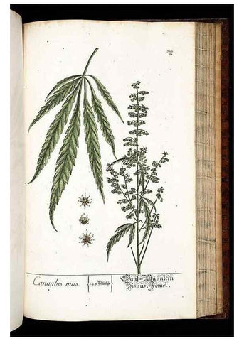 Reproducción/Reproduction 8428903875: Herbarium Blackwellianum emendatum et auctum, id est, Elisabethae Blackwell collectio stirpium. Norimbergae : Typis Io. Iosephi Fleischmanni, 1750-1773.