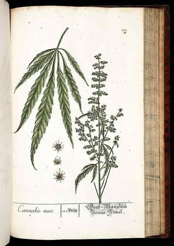 Reproducción/Reproduction 8428903875: Herbarium Blackwellianum emendatum et auctum, id est, Elisabethae Blackwell collectio stirpium. Norimbergae : Typis Io. Iosephi Fleischmanni, 1750-1773.