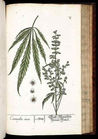 Reproducción/Reproduction 8428903875: Herbarium Blackwellianum emendatum et auctum, id est, Elisabethae Blackwell collectio stirpium. Norimbergae : Typis Io. Iosephi Fleischmanni, 1750-1773.