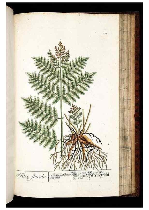 Reproducción/Reproduction 8429992622: Herbarium Blackwellianum emendatum et auctum, id est, Elisabethae Blackwell collectio stirpium. Norimbergae : Typis Io. Iosephi Fleischmanni, 1750-1773.