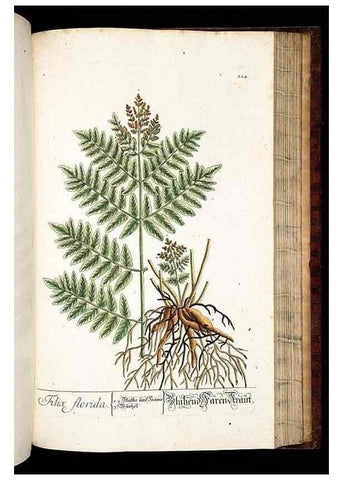 Reproducción/Reproduction 8429992622: Herbarium Blackwellianum emendatum et auctum, id est, Elisabethae Blackwell collectio stirpium. Norimbergae : Typis Io. Iosephi Fleischmanni, 1750-1773.