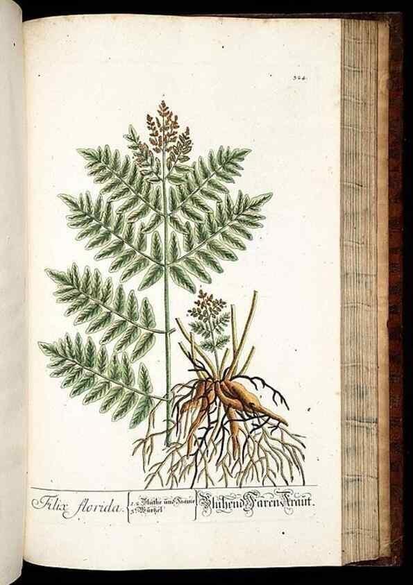 Reproducción/Reproduction 8429992622: Herbarium Blackwellianum emendatum et auctum, id est, Elisabethae Blackwell collectio stirpium. Norimbergae : Typis Io. Iosephi Fleischmanni, 1750-1773.