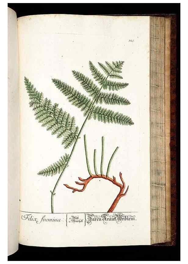 Reproducción/Reproduction 8429992816: Herbarium Blackwellianum emendatum et auctum, id est, Elisabethae Blackwell collectio stirpium. Norimbergae : Typis Io. Iosephi Fleischmanni, 1750-1773.