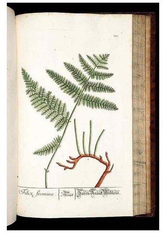 Reproducción/Reproduction 8429992816: Herbarium Blackwellianum emendatum et auctum, id est, Elisabethae Blackwell collectio stirpium. Norimbergae : Typis Io. Iosephi Fleischmanni, 1750-1773.