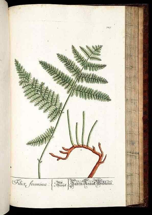 Reproducción/Reproduction 8429992816: Herbarium Blackwellianum emendatum et auctum, id est, Elisabethae Blackwell collectio stirpium. Norimbergae : Typis Io. Iosephi Fleischmanni, 1750-1773.