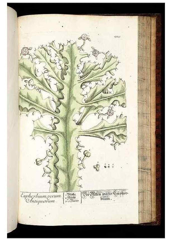 Reproducción/Reproduction 8429995488: Herbarium Blackwellianum emendatum et auctum, id est, Elisabethae Blackwell collectio stirpium. Norimbergae : Typis Io. Iosephi Fleischmanni, 1750-1773.