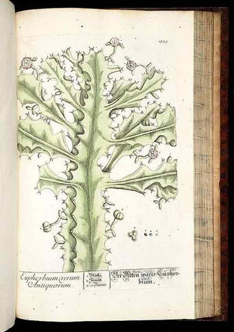 Reproducción/Reproduction 8429995488: Herbarium Blackwellianum emendatum et auctum, id est, Elisabethae Blackwell collectio stirpium. Norimbergae : Typis Io. Iosephi Fleischmanni, 1750-1773.