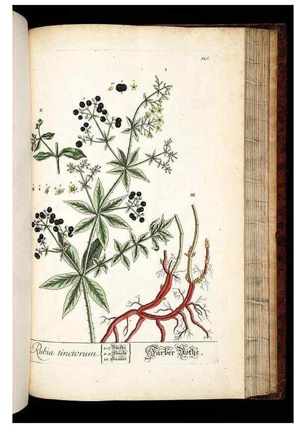 Reproducción/Reproduction 8428904561: Herbarium Blackwellianum emendatum et auctum, id est, Elisabethae Blackwell collectio stirpium. Norimbergae : Typis Io. Iosephi Fleischmanni, 1750-1773.