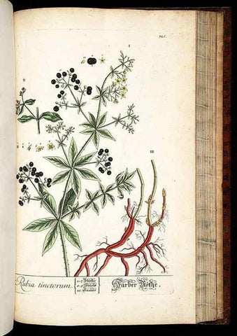 Reproducción/Reproduction 8428904561: Herbarium Blackwellianum emendatum et auctum, id est, Elisabethae Blackwell collectio stirpium. Norimbergae : Typis Io. Iosephi Fleischmanni, 1750-1773.