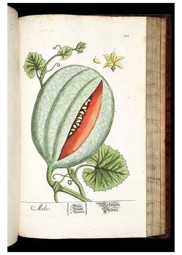 Reproducción/Reproduction 8429993482: Herbarium Blackwellianum emendatum et auctum, id est, Elisabethae Blackwell collectio stirpium. Norimbergae : Typis Io. Iosephi Fleischmanni, 1750-1773.