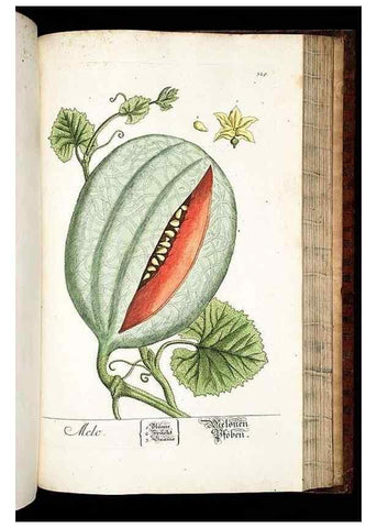Reproducción/Reproduction 8429993482: Herbarium Blackwellianum emendatum et auctum, id est, Elisabethae Blackwell collectio stirpium. Norimbergae : Typis Io. Iosephi Fleischmanni, 1750-1773.
