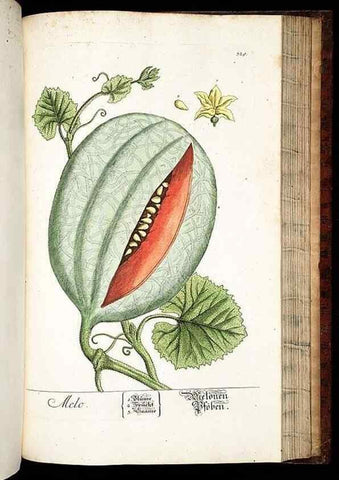 Reproducción/Reproduction 8429993482: Herbarium Blackwellianum emendatum et auctum, id est, Elisabethae Blackwell collectio stirpium. Norimbergae : Typis Io. Iosephi Fleischmanni, 1750-1773.