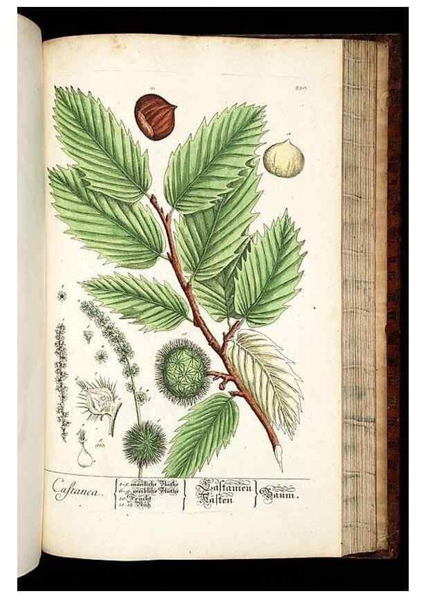 Reproducción/Reproduction 8428905219: Herbarium Blackwellianum emendatum et auctum, id est, Elisabethae Blackwell collectio stirpium. Norimbergae : Typis Io. Iosephi Fleischmanni, 1750-1773.