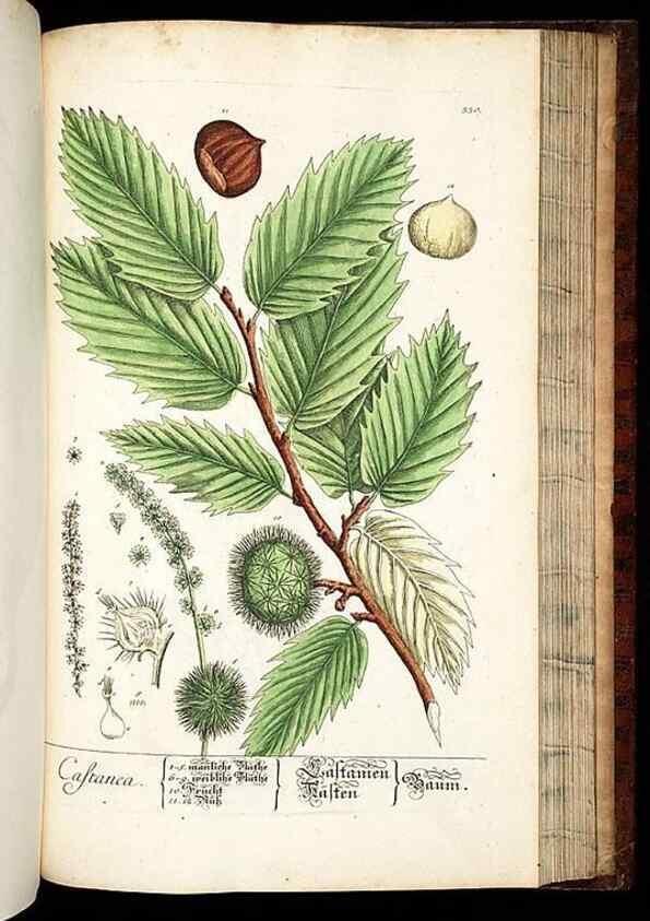 Reproducción/Reproduction 8428905219: Herbarium Blackwellianum emendatum et auctum, id est, Elisabethae Blackwell collectio stirpium. Norimbergae : Typis Io. Iosephi Fleischmanni, 1750-1773.