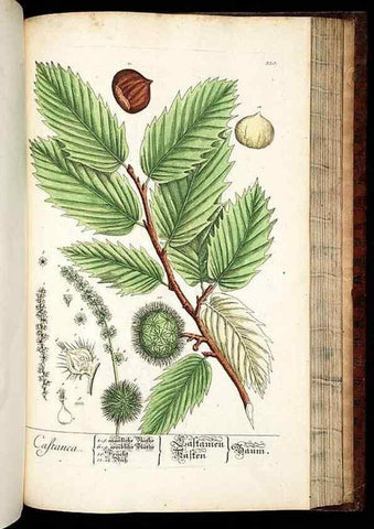 Reproducción/Reproduction 8428905219: Herbarium Blackwellianum emendatum et auctum, id est, Elisabethae Blackwell collectio stirpium. Norimbergae : Typis Io. Iosephi Fleischmanni, 1750-1773.