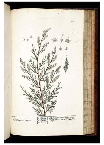 Reproducción/Reproduction 8428905429: Herbarium Blackwellianum emendatum et auctum, id est, Elisabethae Blackwell collectio stirpium. Norimbergae : Typis Io. Iosephi Fleischmanni, 1750-1773.